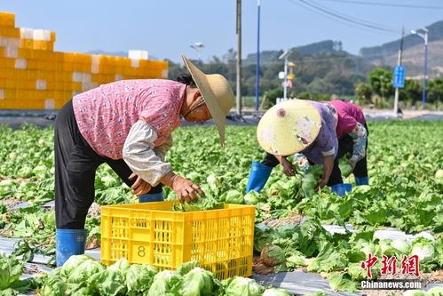 粤港澳大湾区 菜篮子 生产基地蔬菜产品稳定供港